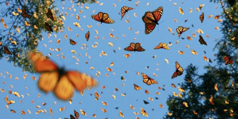 Nằm Mơ Thấy Bướm Là Điềm Gì? Luận Giải Chi Tiết Và Con Số Liên Quan 1 Đôi nét khái quát về giấc mơ thấy bướm