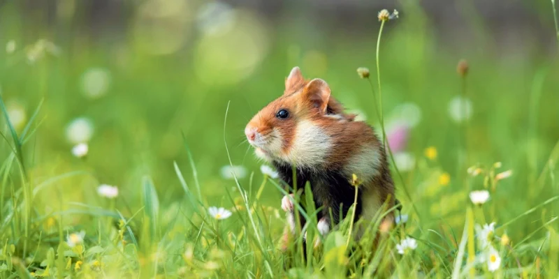 Những Điềm Báo Khi Nằm Mơ Thấy Chuột Và Con Số May Mắn Ẩn Sau 2 Giải mã ý nghĩa giấc mơ thấy chuột trong từng trường hợp