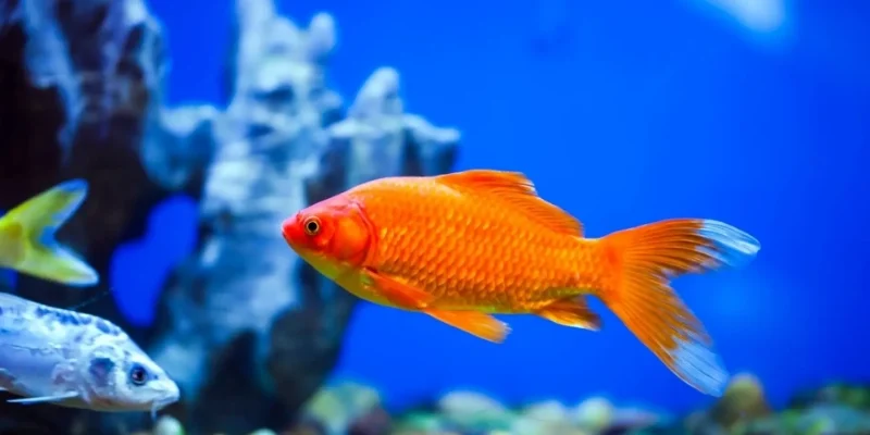 Giải Mã Giấc Mơ Thấy Cá Và Tổng Hợp Những Con Số Ẩn Sau 2026 1 Giải mã ý nghĩa nằm mơ thấy cá