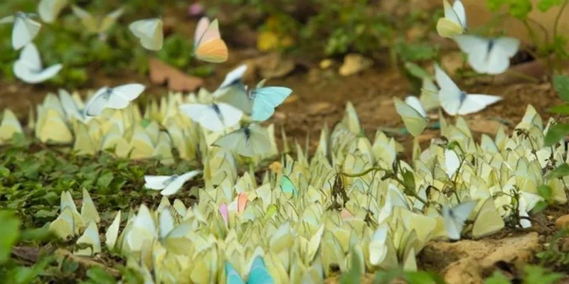 Nằm Mơ Thấy Bướm Là Điềm Gì? Luận Giải Chi Tiết Và Con Số Liên Quan 3 Những con số tài lộc xung quanh giấc mơ thấy bướm