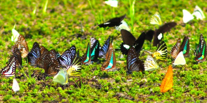 Nằm Mơ Thấy Bướm Là Điềm Gì? Luận Giải Chi Tiết Và Con Số Liên Quan 2 Thông điệp ẩn trong từng trường hợp mơ thấy bướm