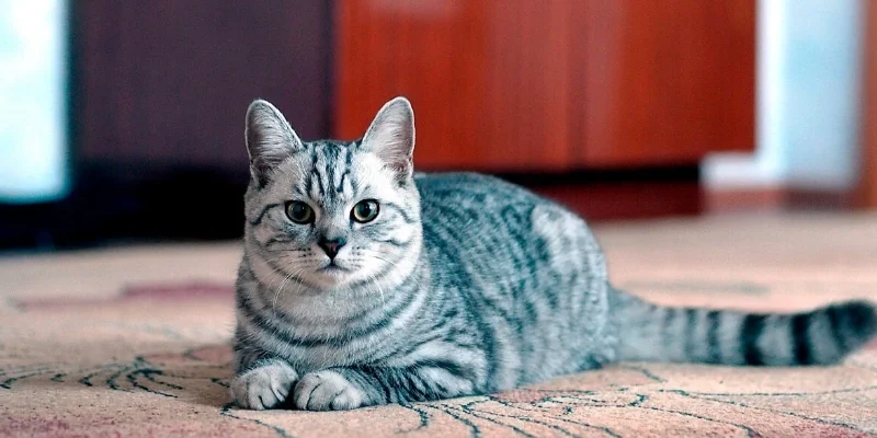 Tổng quan ý nghĩa nằm mơ thấy mèo theo góc nhìn tâm linh