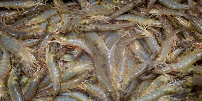 Tổng quát ý nghĩa chung khi nằm mơ thấy tôm