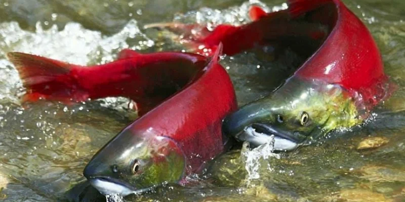 Giải Mã Giấc Mơ Thấy Cá Và Tổng Hợp Những Con Số Ẩn Sau 2026 2 Ý nghĩ chi tiết giấc mơ thấy cá từng trường hợp