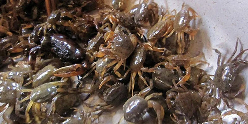 Bóc tách điềm báo giấc mơ thấy cua từng trường hợp