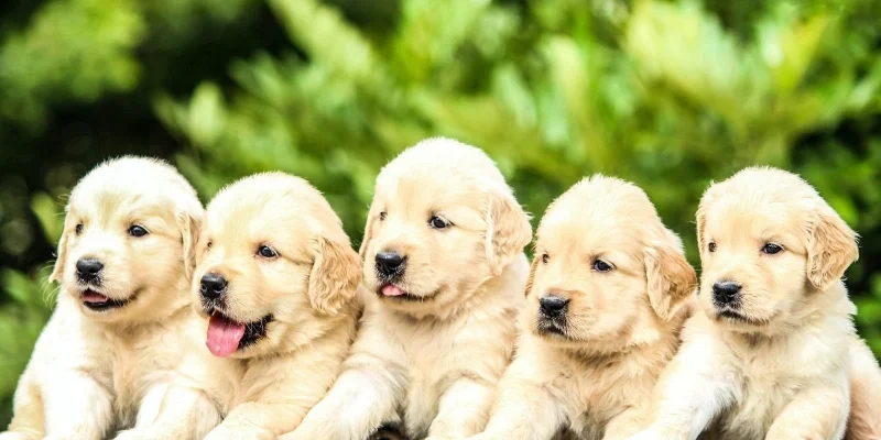 Nằm Mơ Thấy Chó: Giải Mã Tâm Linh Và Con Số May Mắn 2026 1 Đôi nét khái quát thông điệp ẩn sau giấc mơ thấy chó