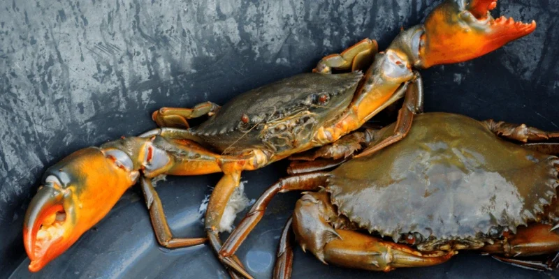 Giá trị tinh thần của cua đối với người Việt