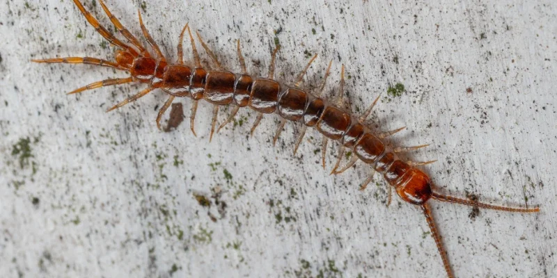 Giá trị tinh thần của rết trong đời sống