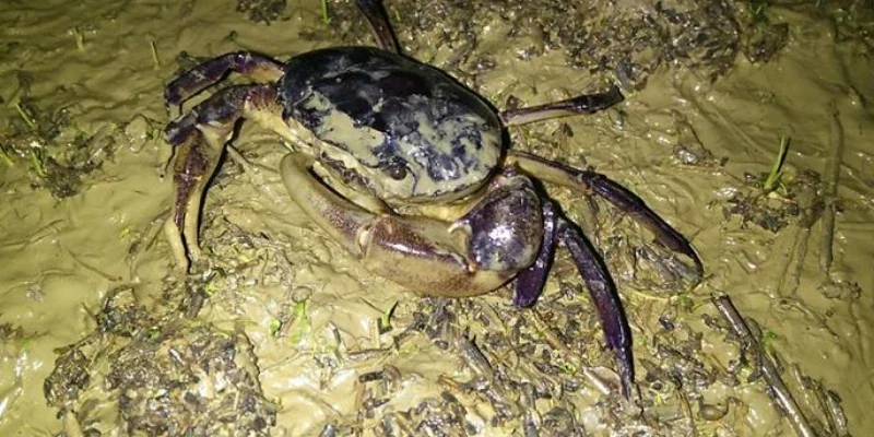 Giải mã bộ số may mắn ẩn sau giấc mơ thấy cua