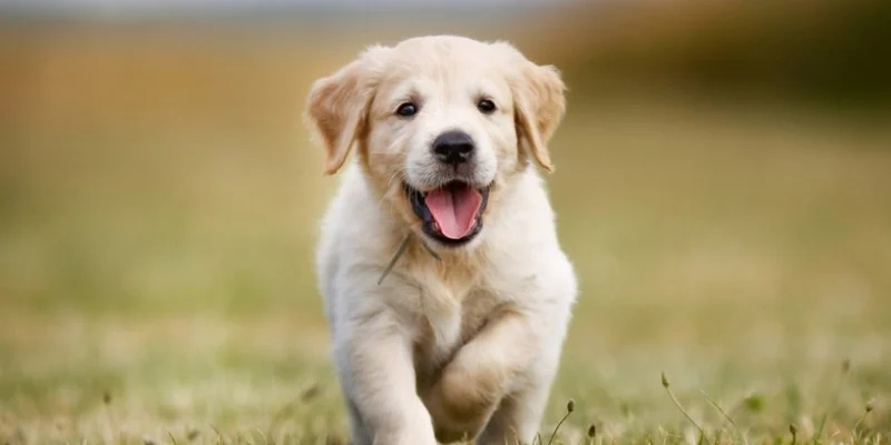 Nằm Mơ Thấy Chó: Giải Mã Tâm Linh Và Con Số May Mắn 2026 3 Khám phá những con số may mắn khi nằm mơ thấy chó