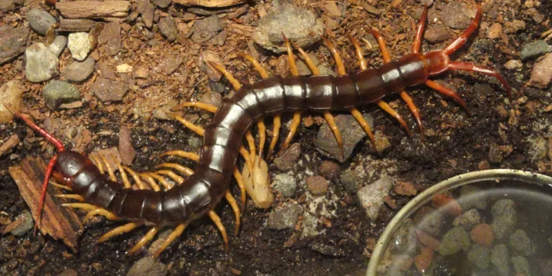 Luận giải giấc mơ thấy rết trong trường hợp cụ thể