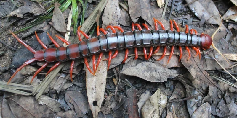 Giải mã bộ số tài lộc ẩn sau giấc mơ thấy rết