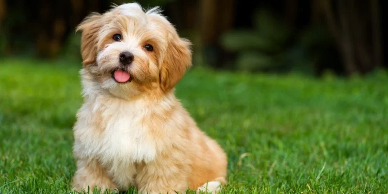 Nằm Mơ Thấy Chó: Giải Mã Tâm Linh Và Con Số May Mắn 2026 2 Phân tích thông điệp trong từng trường hợp mơ thấy chó