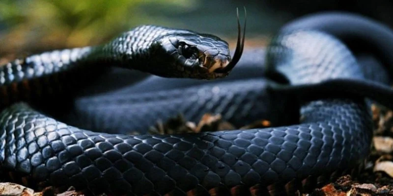 Giải mã nằm mơ thấy rắn trong từng trường hợp cụ thể